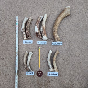May include: A collection of deer antlers in various sizes, including small, medium, large, X-large, and XX-large. A ruler and a pencil are included for size comparison. The antlers are a natural brown and white color.