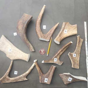 Big Moose Antler Dog Chews (Large - XXL Dogs)