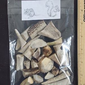 May include: A clear plastic bag filled with various pieces of bone and antler. A small paper label at the top features pencil drawings of a mouse and a squirrel. A wooden ruler is visible along the right side of the bag.