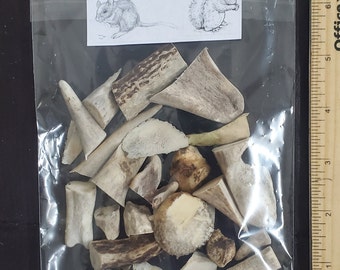 May include: A clear plastic bag filled with various pieces of bone and antler. A small paper label at the top features pencil drawings of a mouse and a squirrel. A wooden ruler is visible along the right side of the bag.