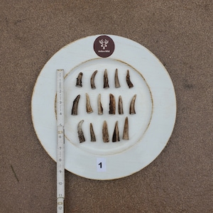 Deer Antler Tips & Eyeguards (16 Pack)