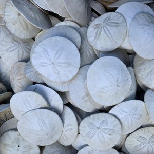 Sand Dollars | Washington Coastline Sand Dollar | Pacific Northwest Seashells | Beach Gifts | Seashell Supply | Seashell Craft Supply