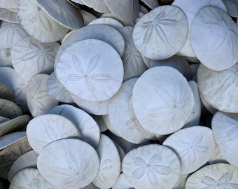 Sand Dollars | Washington Coastline Sand Dollar | Pacific Northwest Seashells | Beach Gifts | Seashell Supply | Seashell Craft Supply