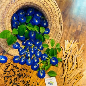 May include: A woven straw hat overflowing with blue butterfly pea flowers, along with a small packet of butterfly pea seeds, pods, and black seeds on a wooden surface.