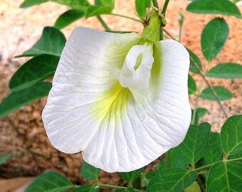 White Butterfly Pea Seeds