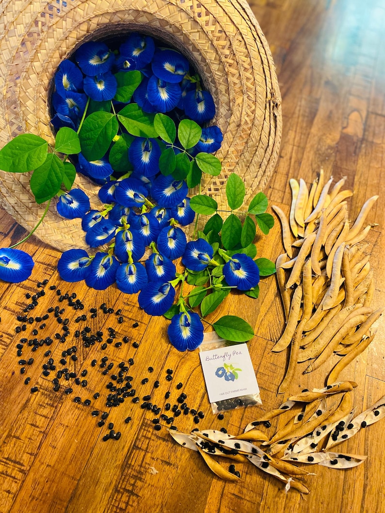May include: A woven straw hat overflowing with blue butterfly pea flowers, along with a small packet of butterfly pea seeds, pods, and black seeds on a wooden surface.