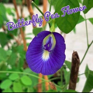 May include: A close-up of a blue butterfly pea flower. The flower has a white centre and is surrounded by green leaves.