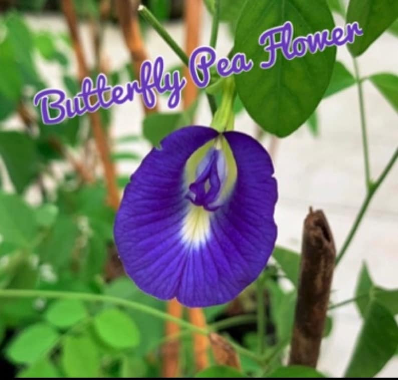 May include: A close-up of a blue butterfly pea flower. The flower has a white centre and is surrounded by green leaves.
