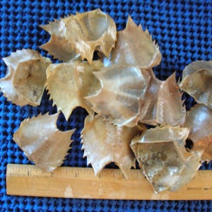 May include: A collection of tan, spiky-edged objects, possibly shells or natural artifacts, are scattered on a blue textured surface. A wooden ruler with inch markings is placed near the objects, providing scale. The objects have a translucent quality.