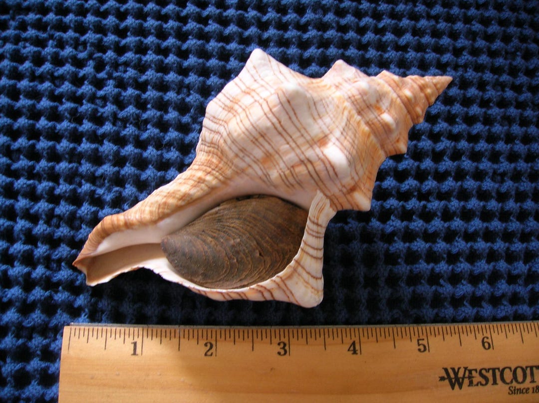 Fox Halff Shell Beautiful Trapezium Fox Shell Seashell Conch Art Craft Crafts - Etsy