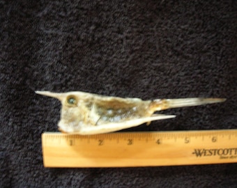 Real dried Cowfish - sharks ray shark taxidermy jaw jaws teeth skull skeleton fish mount