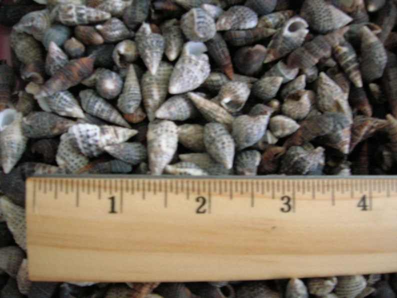 Shell On Ruler 100 Real SHELLS Arts Crafts Wedding Jewelry Seashell Scrapbook Art ...