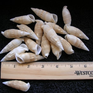 May include: A collection of 15 small, white seashells with a brown tint. The shells are arranged on a black surface with a wooden ruler measuring 7 inches long.