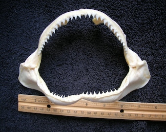 ECHTER HAI Jaw Kiefer Präparator Fischhalterung Schädelskelett Angelknochenhalterungen Haie