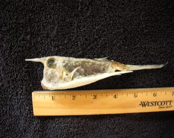 本物の乾燥カウフィッシュ - サメ、エイ、サメの剥製、顎、歯、頭蓋骨、骨格、魚の剥製