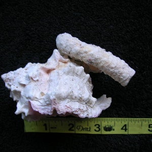 May include: A white and pink seashell with a rough texture. The shell is approximately 10 cm long and is measured with a yellow tape measure.