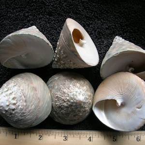 SET of 6 natural Green Trochus Shells 2 1/8" wide seashell sea ocean craft crafts
