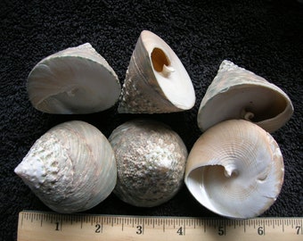 SET of 6 natural Green Trochus Shells 2 1/8" wide seashell sea ocean craft crafts