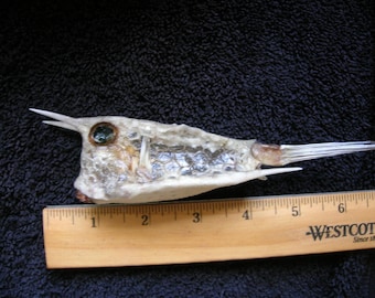 Pez vaca seco real - tiburón raya tiburón taxidermia mandíbula mandíbulas dientes cráneo esqueleto pez montaje