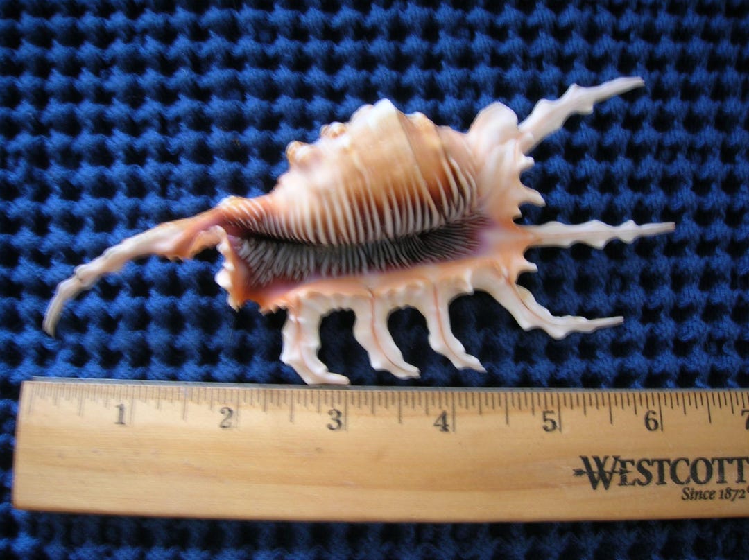 Scorpion Shell Color Beautiful Scorpion Conch Shell Sea Shells Ocean Lambis Scorpio Art ...