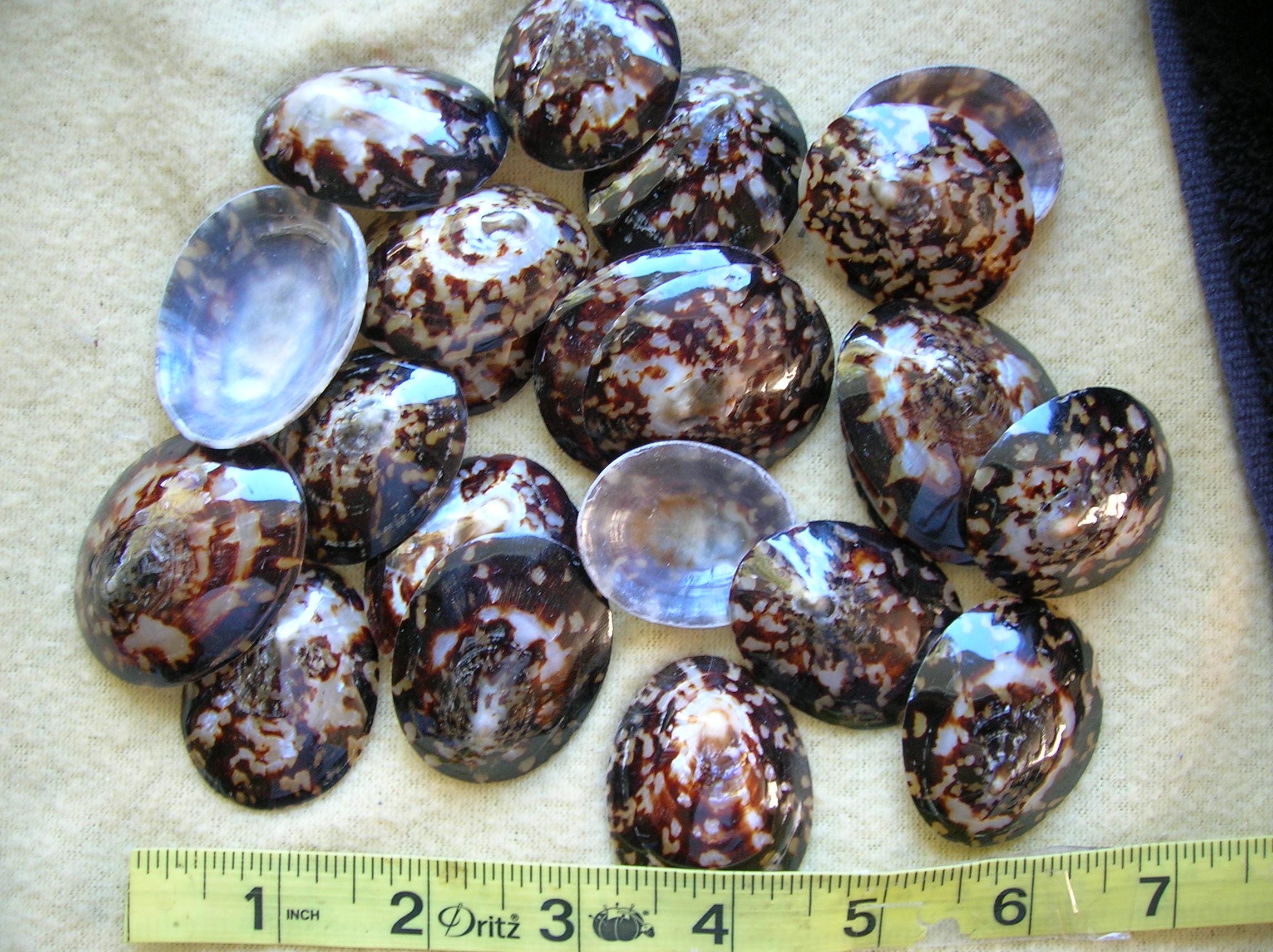 Limpet Shell Protrusions SET OF 20 Real Polished Limpet Seashells, About 1 3/4
