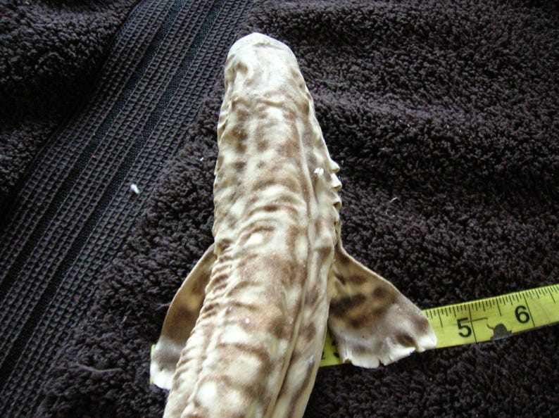 REAL Stuffed Coral Cat Shark- Jaws Taxidermy Fish Mount Skull Skeleton ...