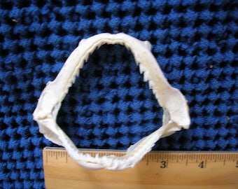 REAL SHARK JAW jaws taxidermy fish mount skull skeleton fishing bone mounts sharks