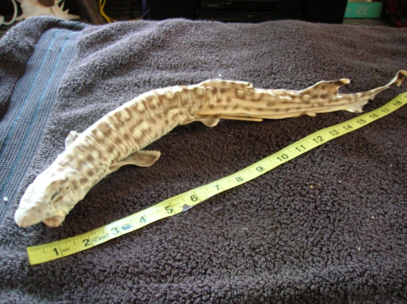 REAL Stuffed Coral Cat Shark- Jaws Taxidermy Fish Mount Skull Skeleton ...