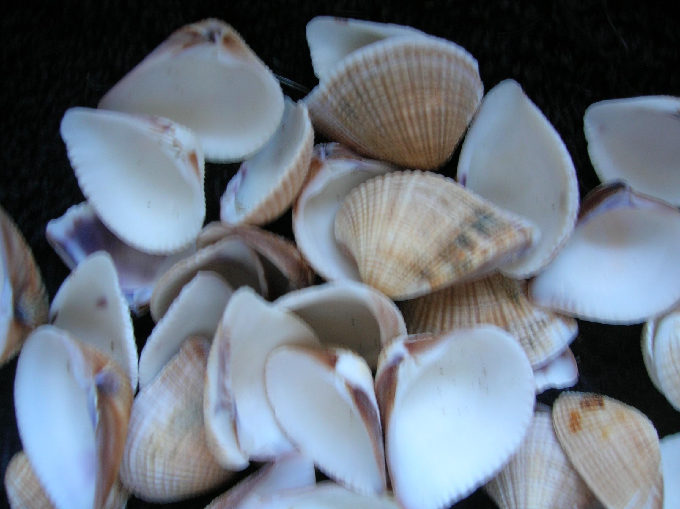 100 REAL CLAM SHELLS -ocean Sea Shells Arts Crafts Wedding Jewelry ...