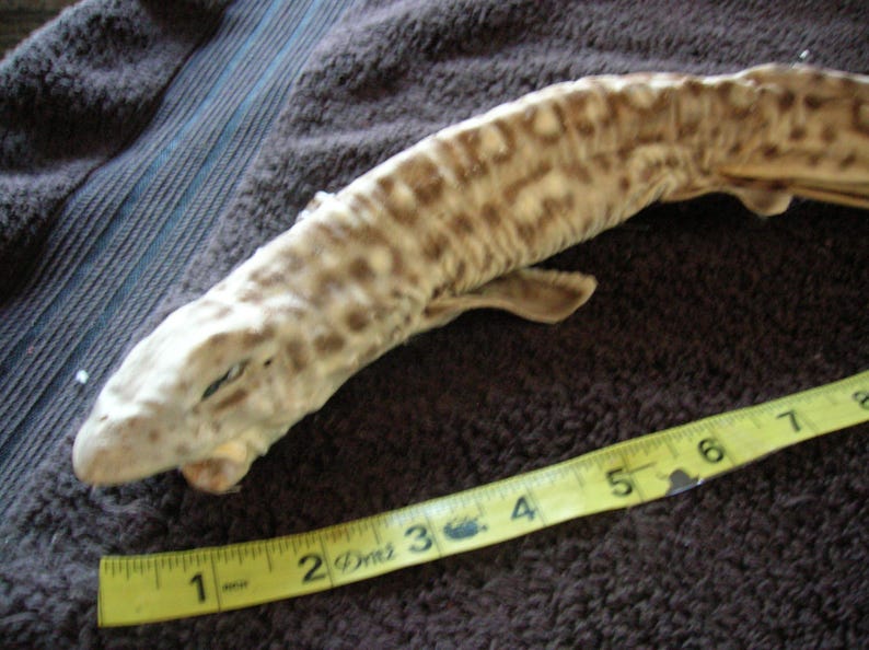 REAL Stuffed Coral Cat Shark- Jaws Taxidermy Fish Mount Skull Skeleton ...