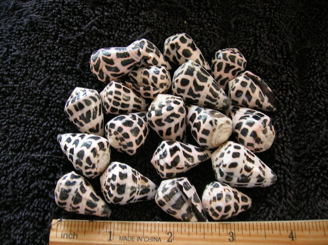 Cone Shell Pattern 20 Assorted Polished Hebrew Cone SHELLS 3/4