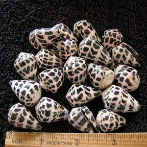 Può includere: Una collezione di conchiglie a forma di cono con una base bianca e un motivo nero a griglia. Le conchiglie sono disposte in un gruppo sopra un righello di legno che mostra una scala di misurazione in pollici, pari a circa 7,6 centimetri.