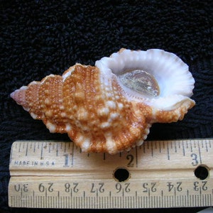 AMAZING BURSA sea shell shells conch ocean with data 71mm long