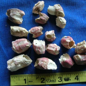 May include: A collection of 16 small, white and pink seashells with a ruler measuring 5 inches.