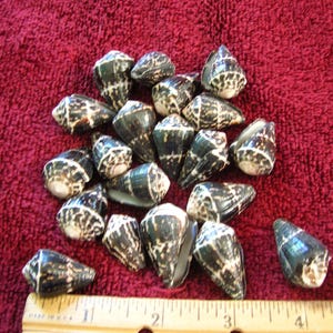 May include: A collection of small, cone-shaped seashells with dark brown and white mottled patterns. The shells are arranged in a cluster above a yellow wooden ruler that shows measurements in inches, indicating the shells are approximately one inch long.