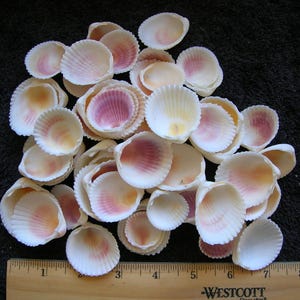 set of 25 real Yellow Cockle shells seashell craft crafts art jewelry seashells jewelry