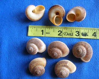 May include: Collection of eight brown and white seashells of varying sizes and shapes. The shells are arranged on a blue surface with a yellow ruler measuring 4 inches.