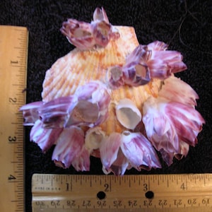 REAL SCALLOP with barnacle shells attached seashell oddity shells cones freak pecten oyster