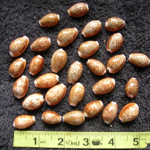 set of 29 REAL COWRY SHELLS Cypraea helvola Honey Cowry cowries arts crafts wedding jewelry seashell scrapbook art craft