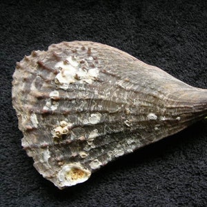 Könnte beinhalten: Eine große, braune Muschel mit einer rauen, strukturierten Oberfläche. Die Muschel hat eine spitze Spitze und eine breite, abgerundete Basis. Auf der Oberfläche der Muschel befinden sich mehrere kleine, weiße, kreisförmige Markierungen.