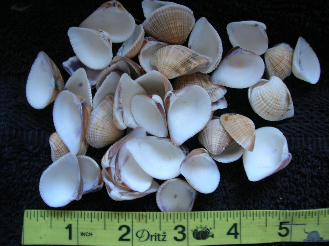 100 REAL CLAM SHELLS -ocean Sea Shells Arts Crafts Wedding Jewelry ...
