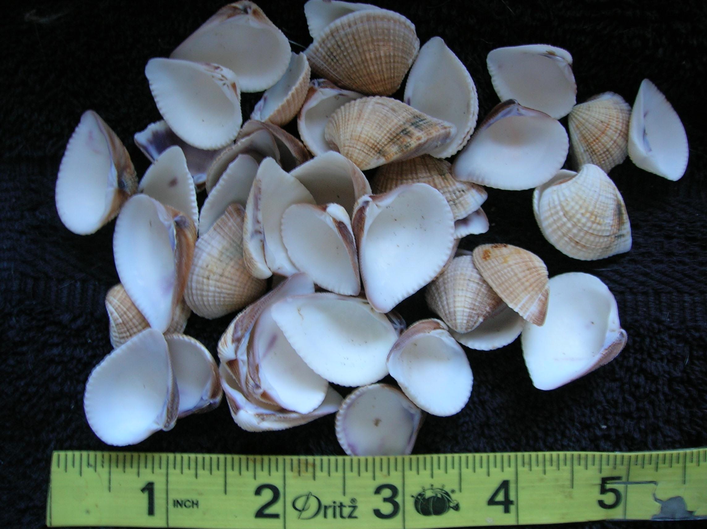 100 REAL CLAM SHELLS -ocean Sea Shells Arts Crafts Wedding Jewelry ...