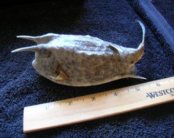 Real dried Cowfish - sharks ray shark taxidermy jaw jaws teeth skull skeleton fish mount