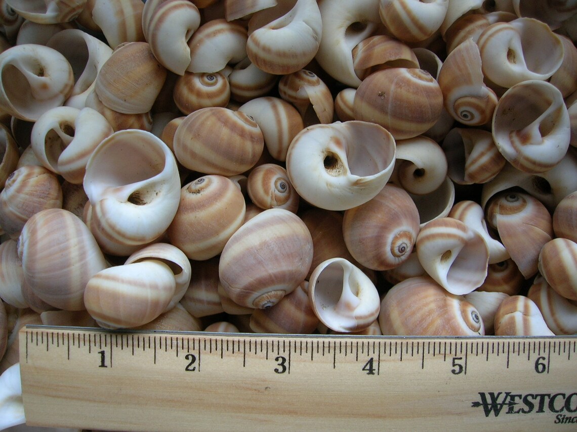 50 REAL Banded Moon SEA SHELLS Arts Crafts Wedding Jewelry Seashell ...