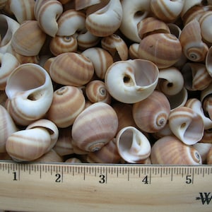 May include: A close-up of a pile of small, white and brown seashells. The shells are arranged in a random pattern and are all about the same size. A wooden ruler is placed at the bottom of the image, with the numbers 1 through 6 visible.