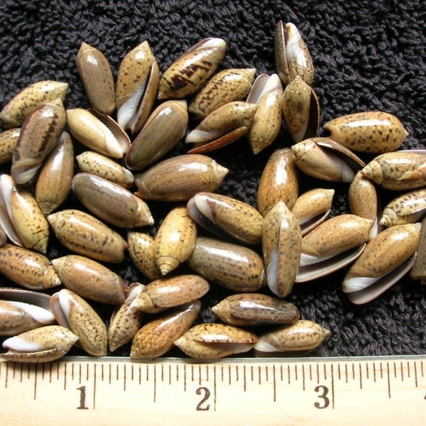50 small REAL olive SEA SHELLS Arts Crafts wedding jewelry seashell scrapbook art craft