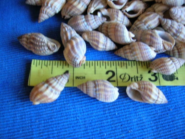 50 Small REAL SEA SHELLS Arts Crafts Wedding Jewelry Seashell Scrapbook ...