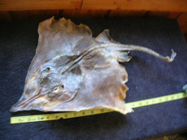 BIG REAL dried sea skate shark sharks jaw jaws taxidermy teeth