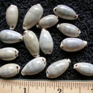 set of 10 REAL COWRY SHELLS Cypraea quadrimaculata Four Spotted Cowry cowries arts crafts wedding jewelry seashell scrapbook art craft
