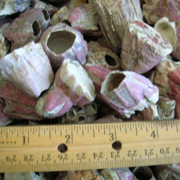 set of 12 REAL barnacle shells, 1 1/4" to 1 1/2" average, sea shell, coral, craft, art, dollhouse, crafts, school